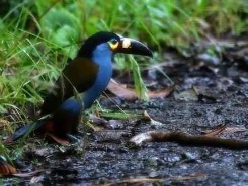 猎奇：奇特的鸟喙之三