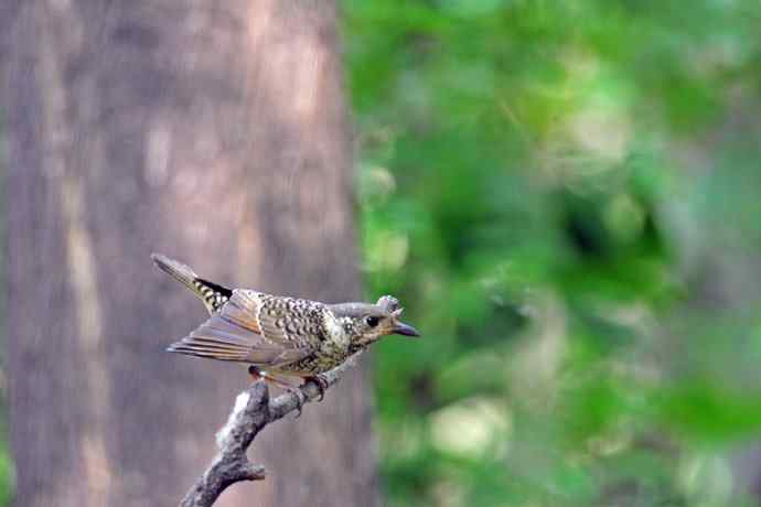 雌性白喉矶鸫（1）