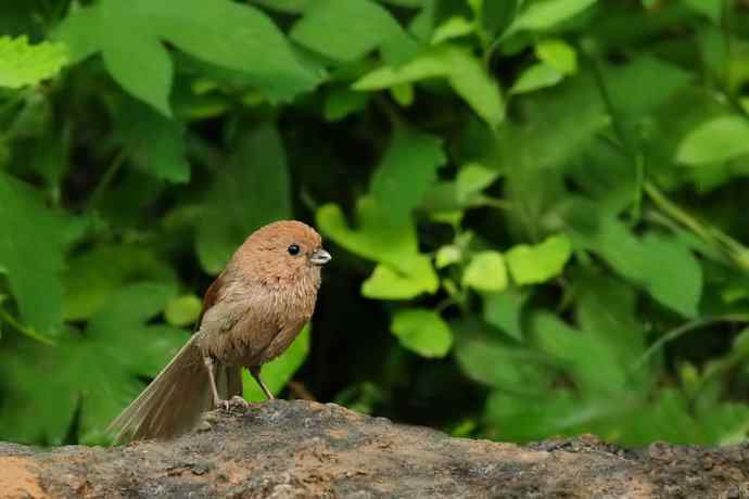 等待（南植收获）