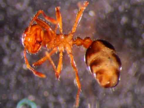 十大喜食蜂蜜动物:法老蚁 十大喜食蜂蜜动物:法老蚁