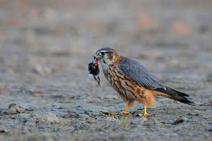 野鸭湖凶悍的灰背隼