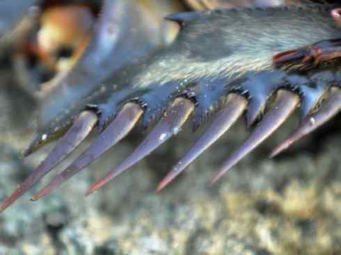 自然奇观：动物大迁徙(鲎)