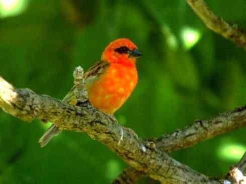 极品红色鸟类:红艳织雀 极品红色鸟类:红艳织雀