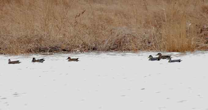 小燕子穿花衣 小燕子穿花衣