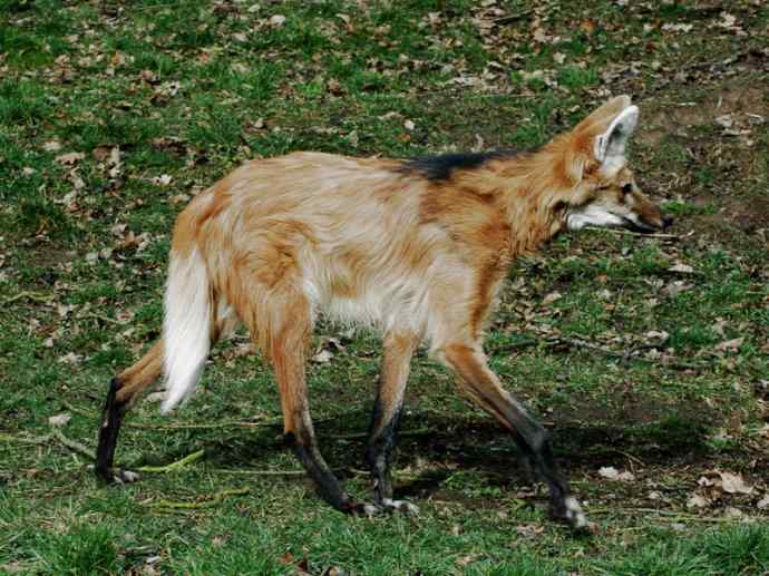 犬科:犬亚科鬃狼属的鬃狼 犬科:犬亚科鬃狼属的鬃狼