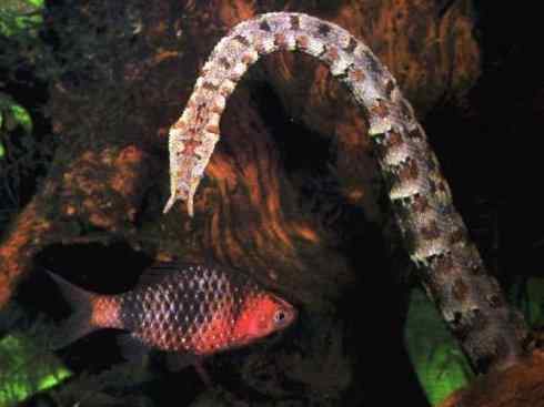 龙：传说的兽原型探秘（水蛇类）