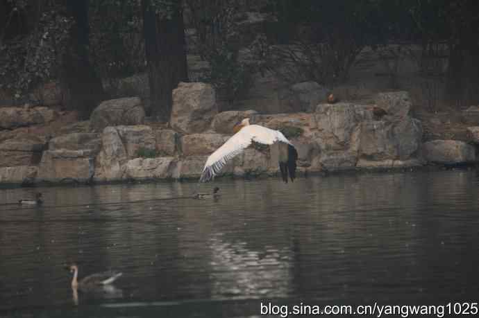 再拍鹈鹕 wbr11 再拍鹈鹕 wbr11