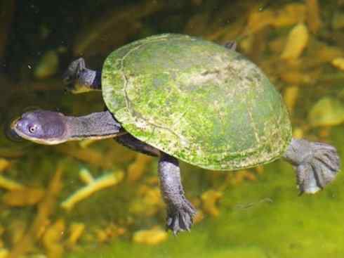 玄武：传说的兽原型探秘（澳洲长颈龟）