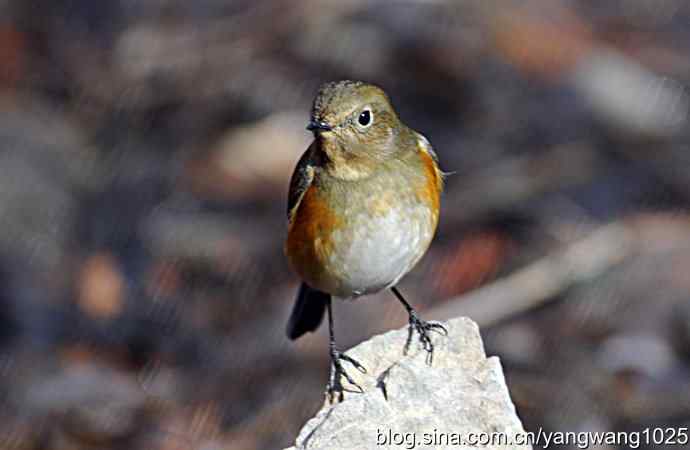 红肋蓝尾鸲 wbr2