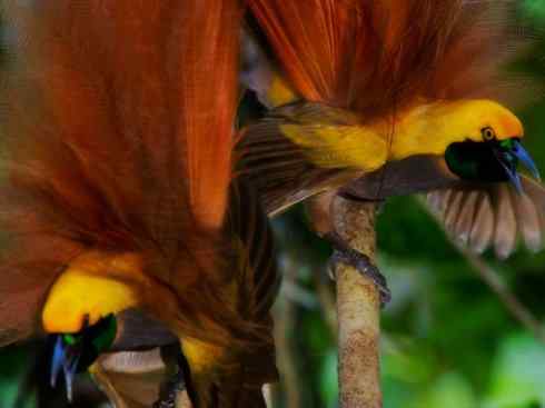 美丽无罪：雀鸟之极乐鸟