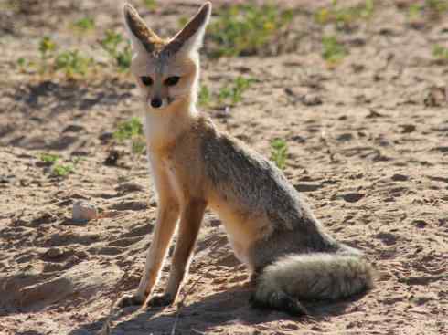 犬科：狐亚科狐属