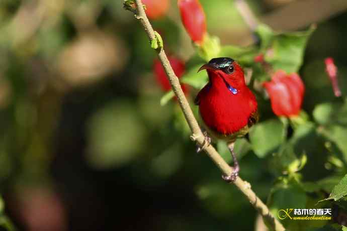 西双版纳拍鸟:黄腰太阳鸟 西双版纳拍鸟:黄腰太阳鸟