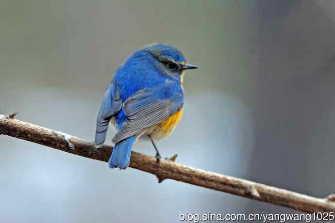 昨天好收获（雄性红胁蓝尾鸲）