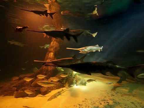 鱼类活化石：匙吻鲟科