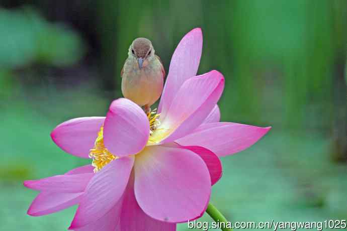 东方大苇莺与荷花(7) 东方大苇莺与荷花(7)