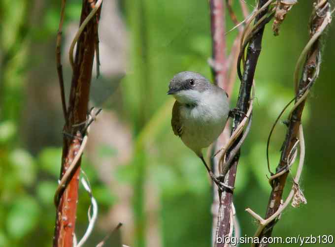 不常见的白喉林莺（组图，6张图片）