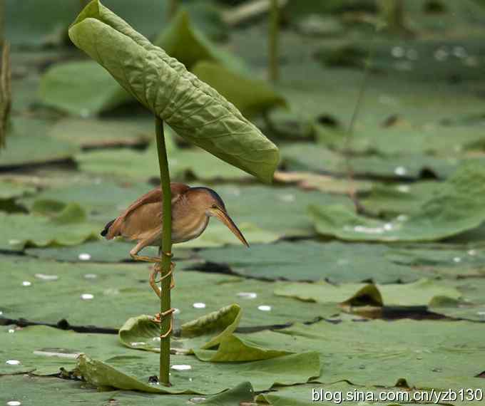 漂亮的钢管舞（组图，10张图片）