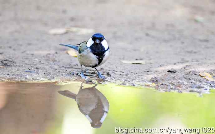 北京天坛公园的鸟类——饮水的大山雀