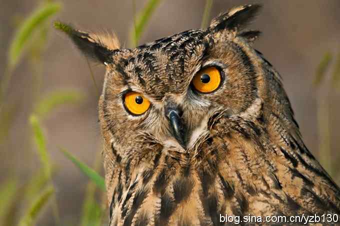 终于拍到大雕神猫了——北戴河休假第四、五天（组图，18张图片）