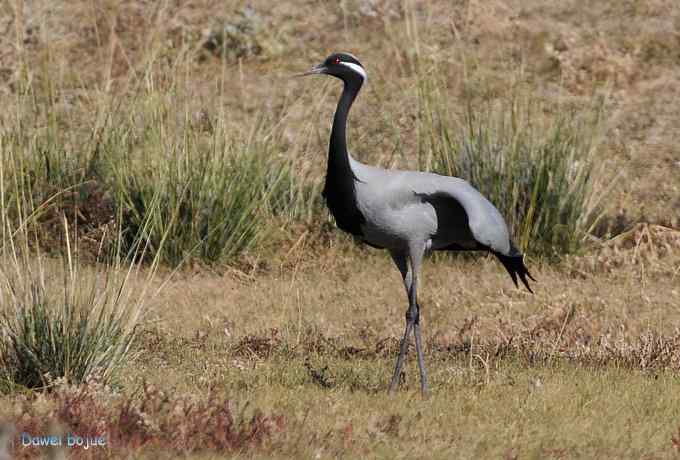 达里诺尔湖的蓑羽鹤 达里诺尔湖的蓑羽鹤
