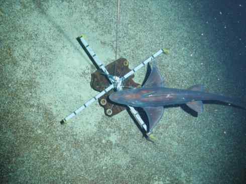 鱼类活化石：银鲛