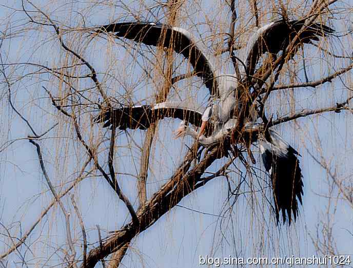 苍鹭.枝条后面一对对