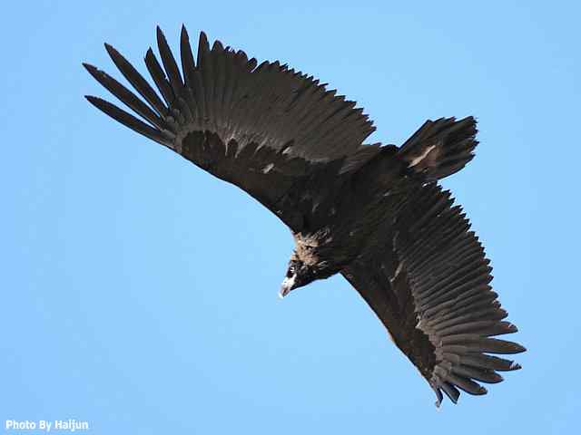 峡谷中 wbr. wbr沐浴阳光的秃鹫