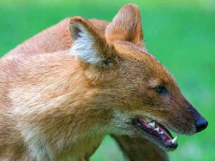 犬科：薮犬亚科豺属之豺