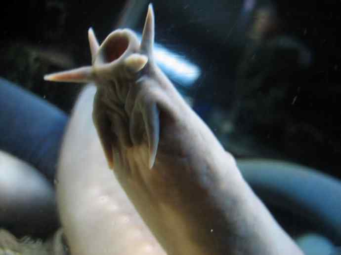 鱼类活化石：盲鳗