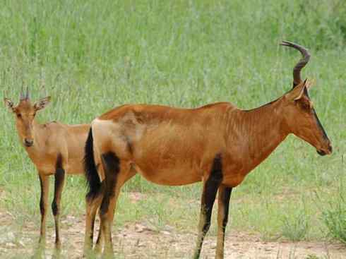 麒麟：传说的兽原型探秘（狷羚）