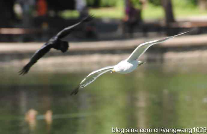 飞（夜鹭） wbr3