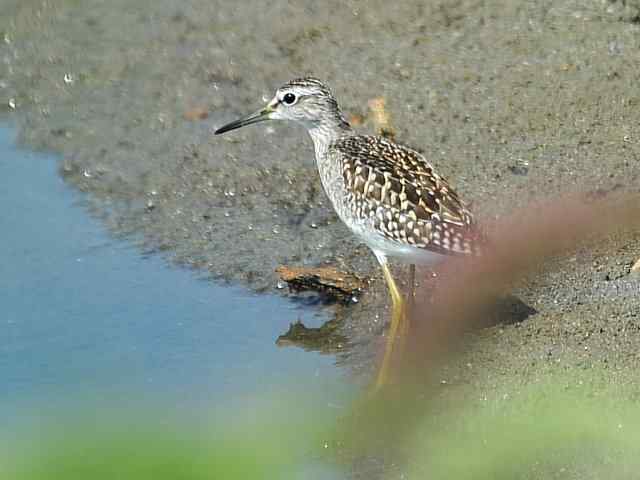 翠明湖畔观鸟儿情