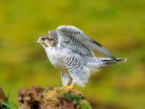 家禽驯化之源之六（猛禽鹰隼）