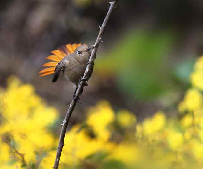 赭红尾鸲唱黄花