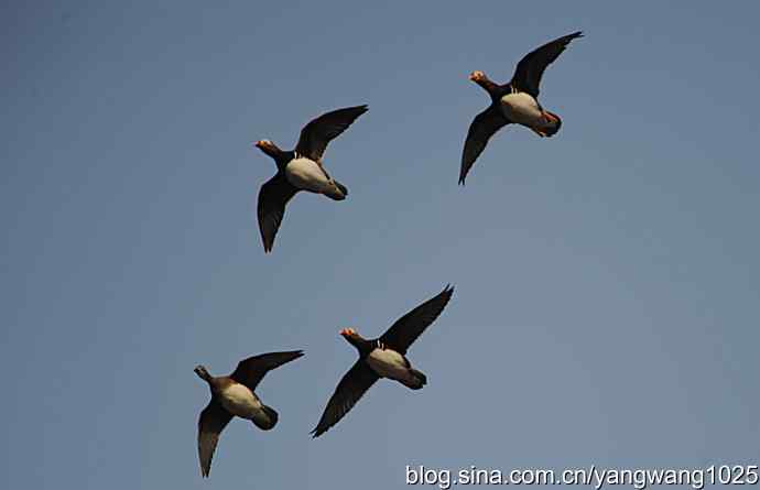 鸳鸯 wbr1 鸳鸯 wbr1