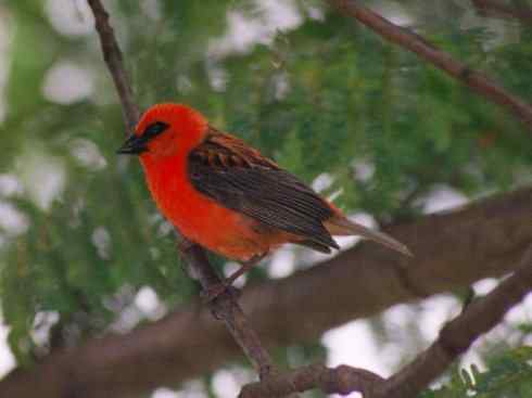 极品红色鸟类:红艳织雀 极品红色鸟类:红艳织雀