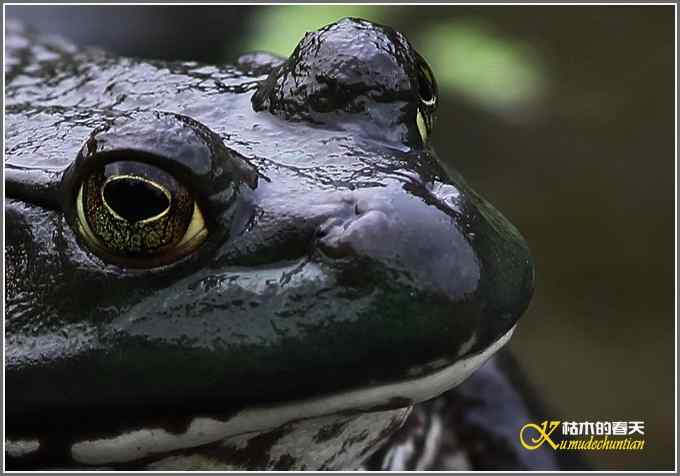 蛙中王者-牛蛙【照片】 蛙中王者-牛蛙【照片】