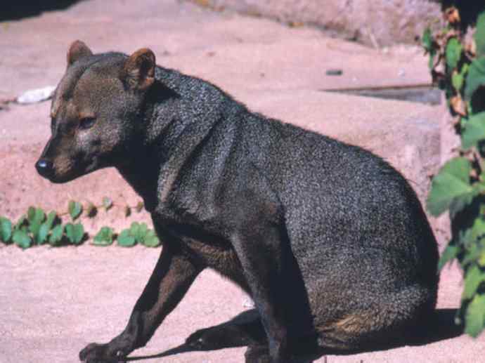 犬科:犬亚科小耳犬属的小耳犬
