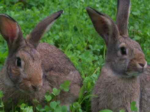 动物世界：山寨还是原创之十