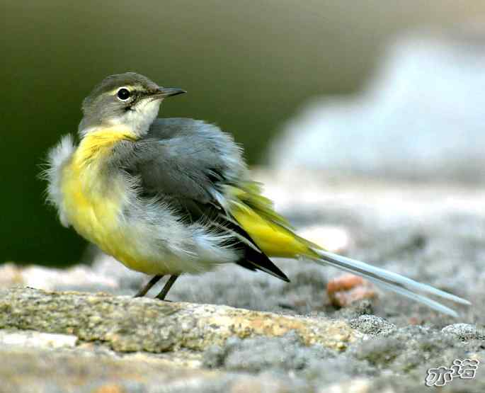 河北平山 wbr路 wbr灰鹡鸰 河北平山 wbr路 wbr灰鹡鸰