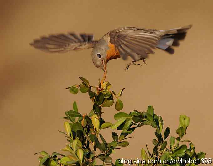 红胸姬鹟温暖的冬日