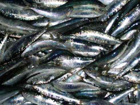 自然奇观:动物大迁徙(沙丁鱼) 自然奇观:动物大迁徙(沙丁鱼)