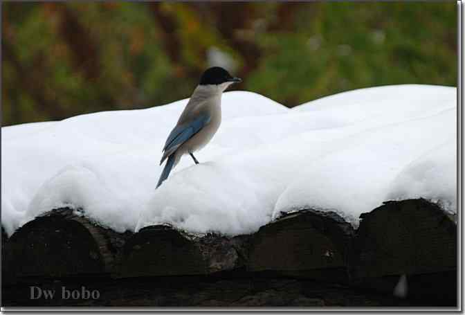 点击图片或使用键盘← →翻页