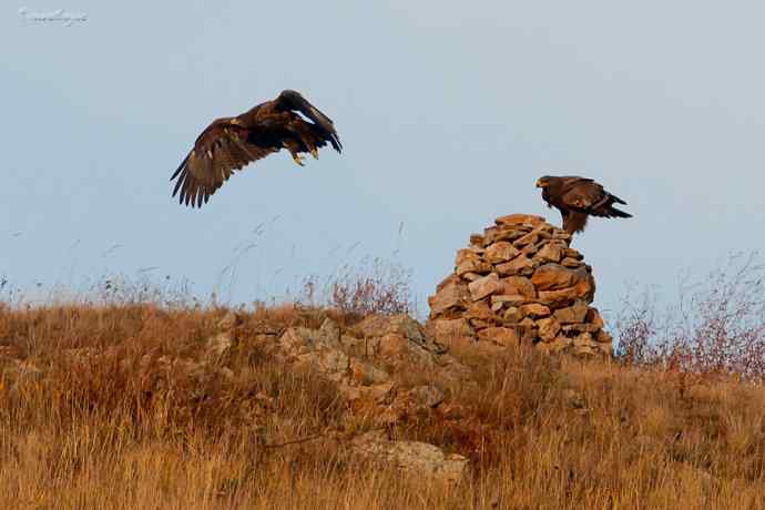 草原有约. wbr夕阳下与草原雕一家敖包相会