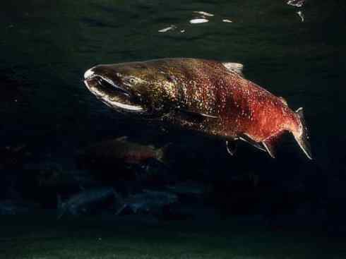 自然奇观:动物大迁徙(大马哈鱼) 自然奇观:动物大迁徙(大马哈鱼)