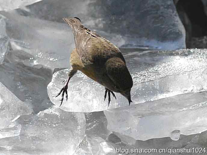 虎年最后一只鸟.交嘴雀(植物园)