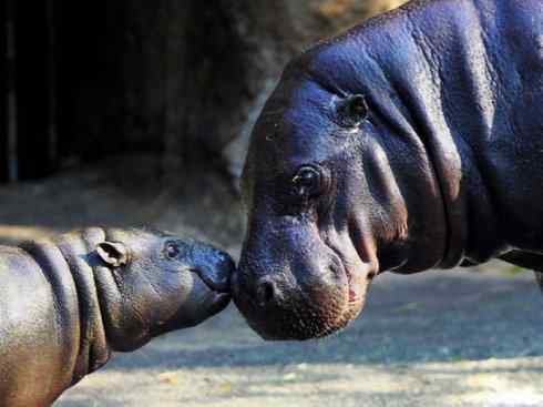 麒麟：传说的兽原型探秘（叉角羚）