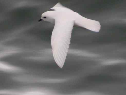 奇特的盔:雪海燕 奇特的盔:雪海燕