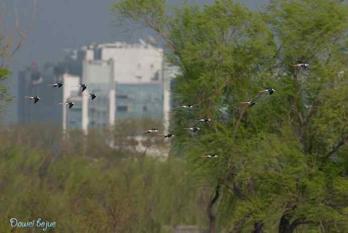 颐和园春鸟乐拍