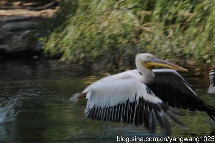 再拍大鹈鹕 wbr6 再拍大鹈鹕 wbr6